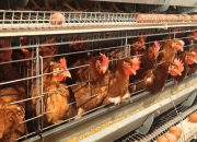 Ekspor Unggas Melejit, Indonesia Raup Rp18,2 Miliar hingga Maret 2026