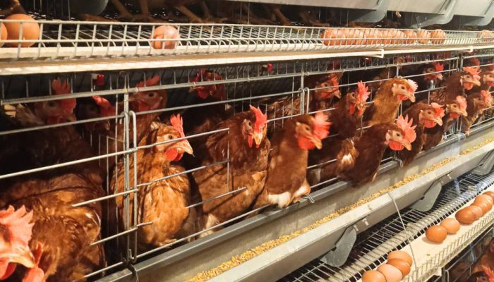 Ekspor Unggas Melejit, Indonesia Raup Rp18,2 Miliar hingga Maret 2026