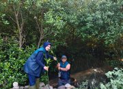 Hijaukan Pesisir Surabaya, PT Terminal Petikemas Surabaya Salurkan 3.000 Bibit Mangrove di Sontoh Laut