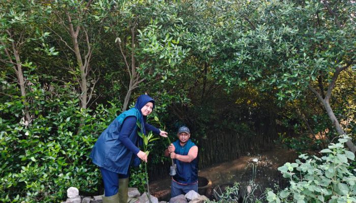 Hijaukan Pesisir Surabaya, PT Terminal Petikemas Surabaya Salurkan 3.000 Bibit Mangrove di Sontoh Laut