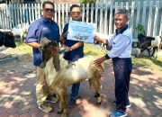 12 Sapi dan 21 Kambing Disalurkan PT Terminal Teluk Lamong kepada Warga Ring 1