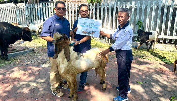 12 Sapi dan 21 Kambing Disalurkan PT Terminal Teluk Lamong kepada Warga Ring 1