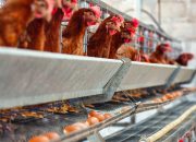 Kementan dan Pelaku Usaha Kompak Stabilkan Harga Ayam Broiler di Tingkat Peternak