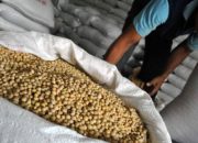 Kemenko Pangan Fokus pada Lahan, Benih Unggul, dan Perlindungan Produksi Dalam Negeri.