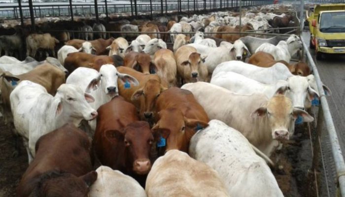 Kejar Swasembada Daging, Pemerintah Bidik Sapi Indukan dari Brasil dan Eropa
