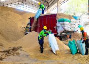 Kurangi Energi Fosil, SIG Pabrik Tuban Gunakan 400 Ton Sekam Padi Setiap Hari