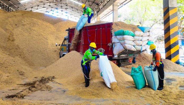 Kurangi Energi Fosil, SIG Pabrik Tuban Gunakan 400 Ton Sekam Padi Setiap Hari